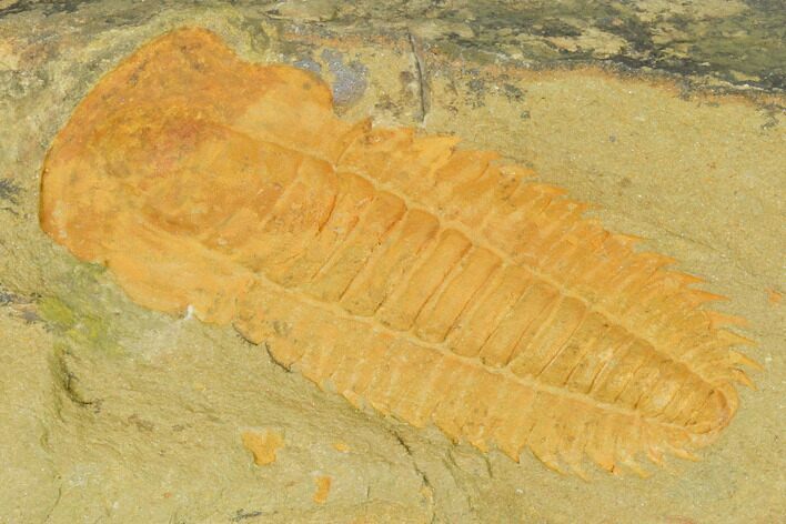 Protolenus Trilobite Molt With Pos/Neg - Tinjdad, Morocco #141874
